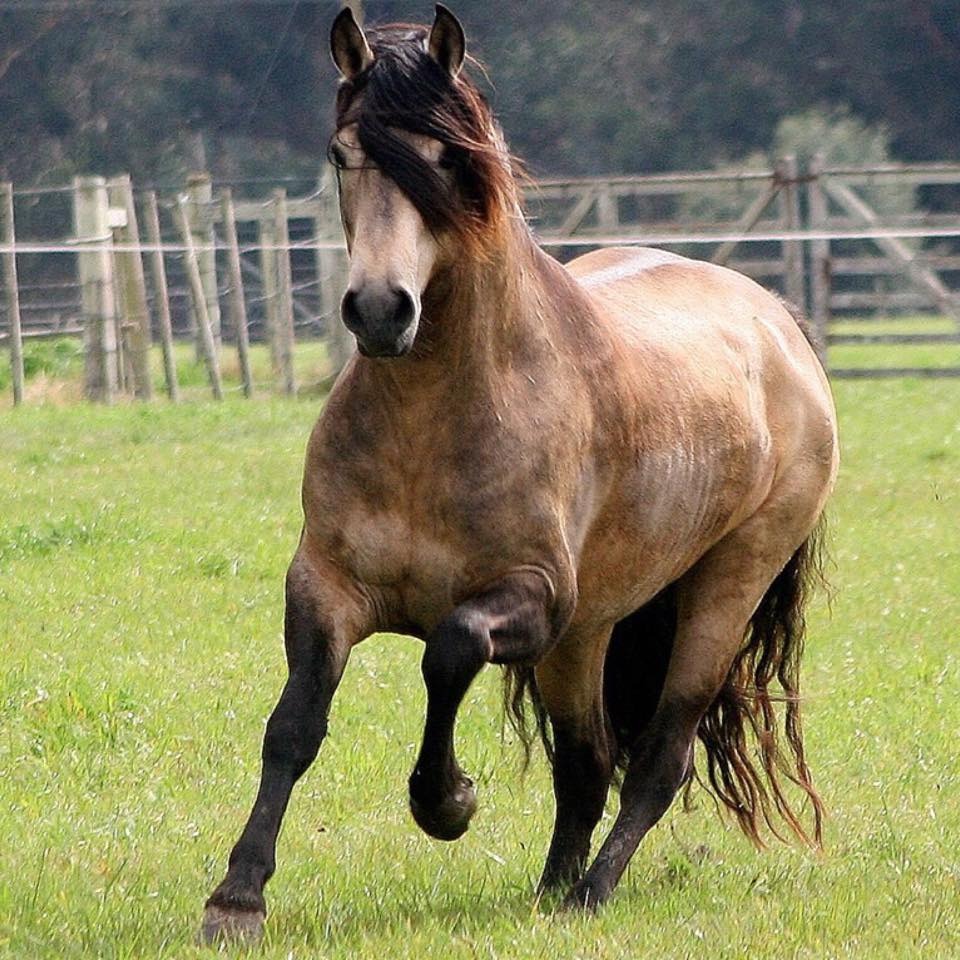 Cavalo crioulo zaino. - Arte Campeira