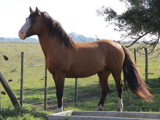 Cavalo crioulo zaino. - Arte Campeira