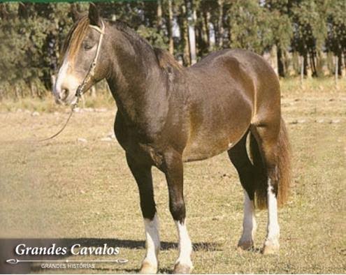 Pascuero, o melhor filho puro chileno de La Invernada Tortolita IV.