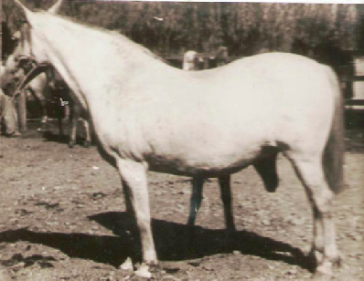 Torhuela foi a égua mais usada por Alberto Araya Gomez, de base mestiça, agregava musculosidade e um tipo corporal de trapézio, típico dos quarter horses. Foi criada pelo norte americano Page Kanneth.