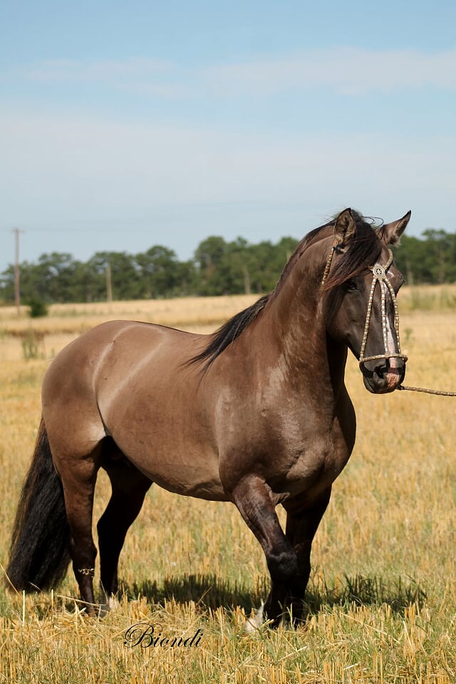 Cavalo crioulo zaino. - Arte Campeira