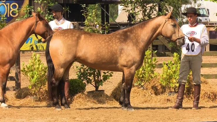 Exemplo de morfologia do trabalho de endogamia chilena, filha de Matreiro do Itapororó em mãe que reforça Hornero.