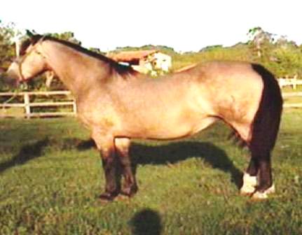 Tortolita foi a égua pura chilena mais importante da Raça Crioula no Brasil. Seu melhor filho foi La Invernada Pacuero, por Santa Elba Puelche.