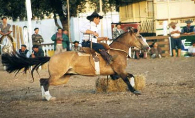 Descoberta do Itapororó, uma atleta excepcional, Pascuero em base Tilo II.